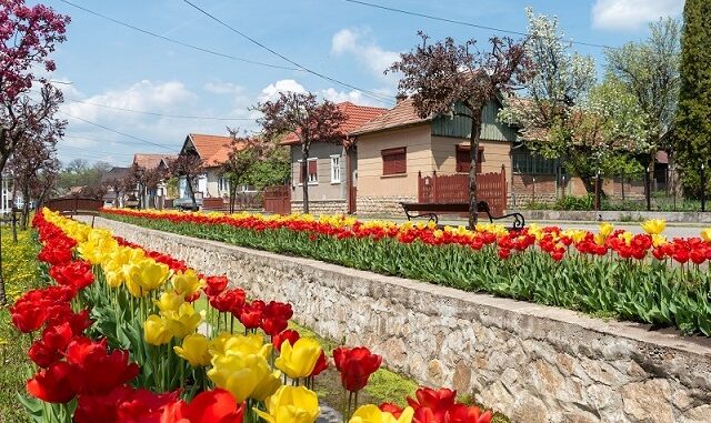 Több tízezer tulipán virágzik az erdélyi Kalotaszentkirály